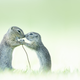 Image for article titled The 22 Best 'Close-Up Photographer of the Year' Photos Really Get Right in There